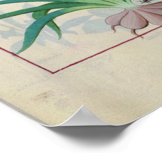 Knoflook en andere planten poster (Hoek)