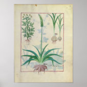 Knoflook en andere planten poster (Voorkant)
