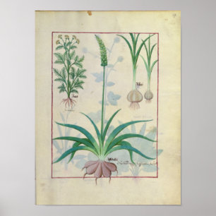 Knoflook en andere planten poster