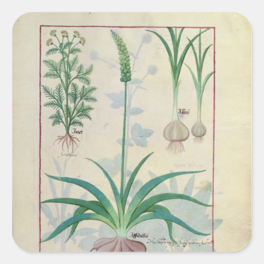 Knoflook en andere planten vierkante sticker (Voorkant)