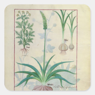 Knoflook en andere planten vierkante sticker