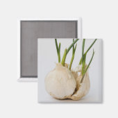 knoflook magneet (Voorkant / Achterkant)