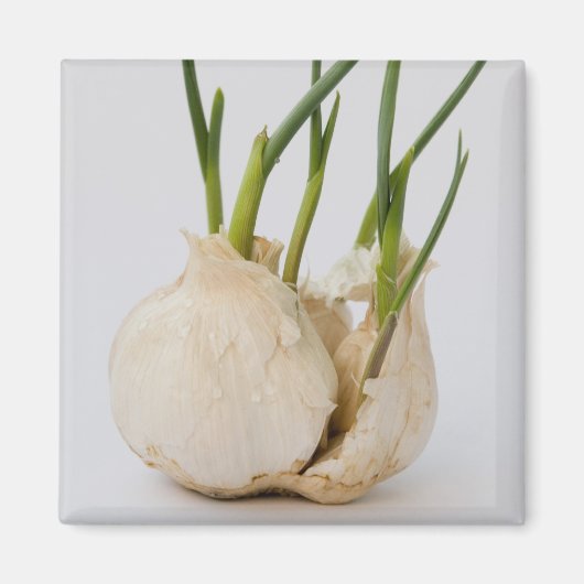 knoflook magneet (Voorkant)