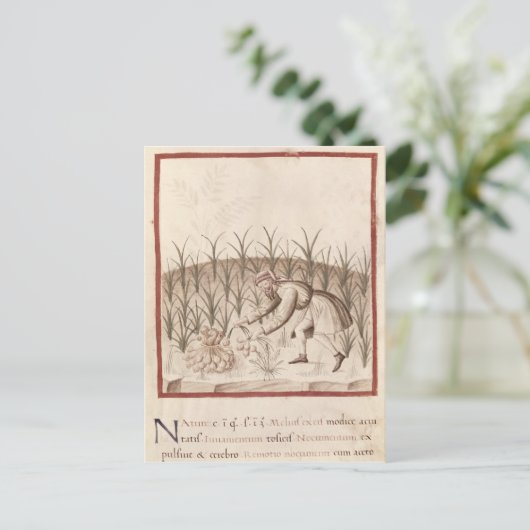 Knoflook oogsten briefkaart (Staand voorkant)