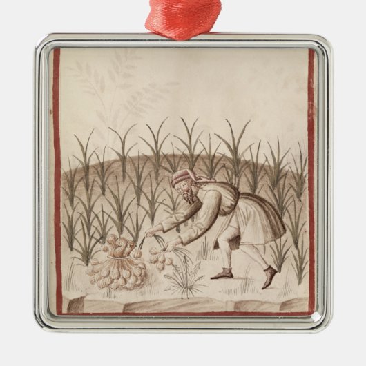 Knoflook oogsten metalen ornament (Voorkant)