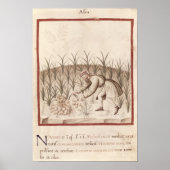 Knoflook oogsten poster (Voorkant)