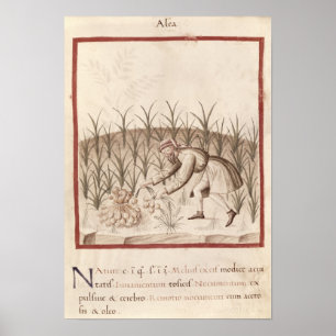 Knoflook oogsten poster