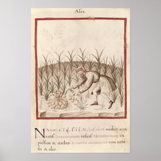 Knoflook oogsten poster (Voorkant)