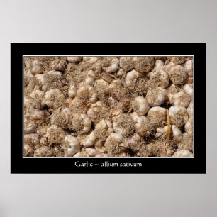Knoflook op de Franse markt voor poster