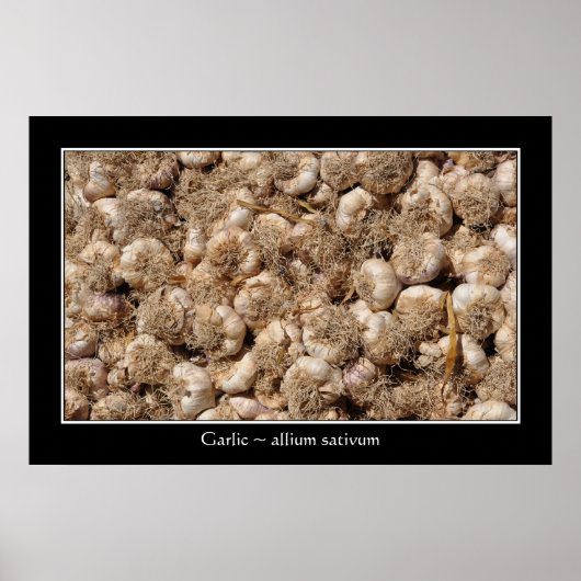 Knoflook op de Franse markt voor poster (Voorkant)
