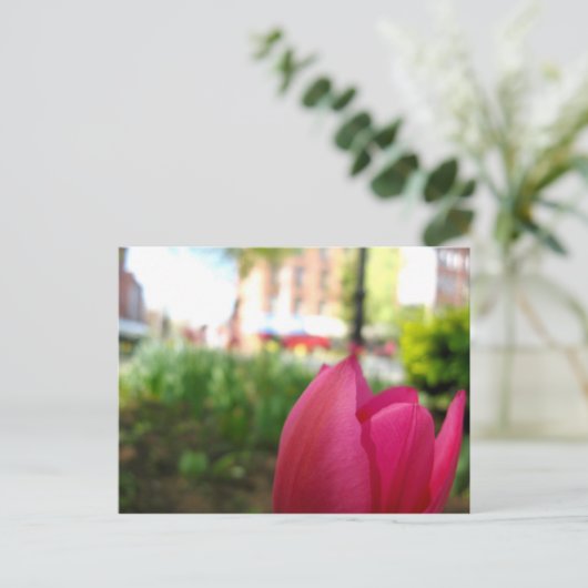 knol briefkaart (Staand voorkant)