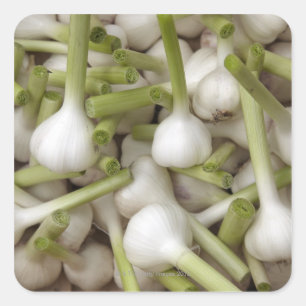 Knolbollen Vierkante Sticker