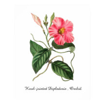 Knoopgewrichtige Dipladenia, Orchidee. 24 x 30