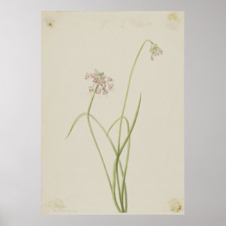 Knooppunt (Allium cernuum) Poster