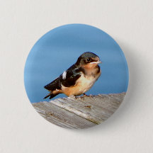Knop Barn Swallow
