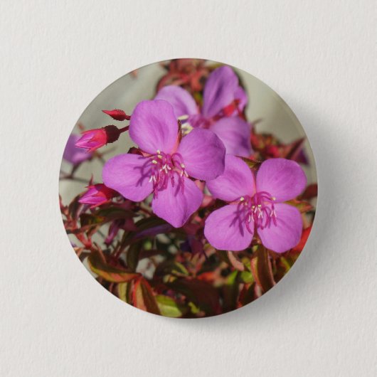 Knop Begonia Ronde Button 5,7 Cm (Voorkant)