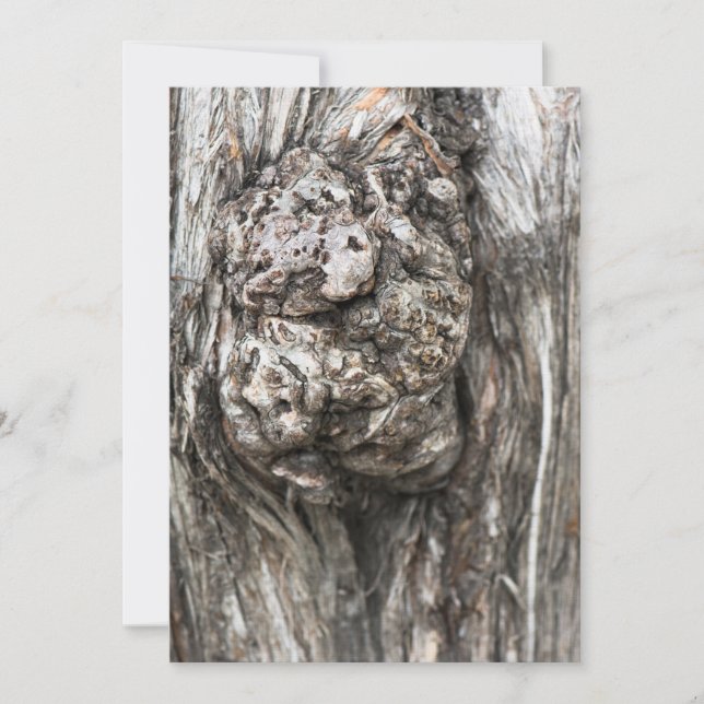 Knop boomstam (Voorkant)