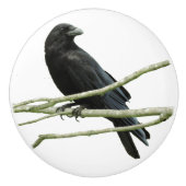 Knop Crow Drawer (Voorkant)