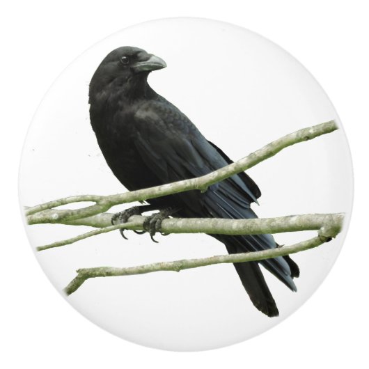 Knop Crow Drawer (Voorkant)