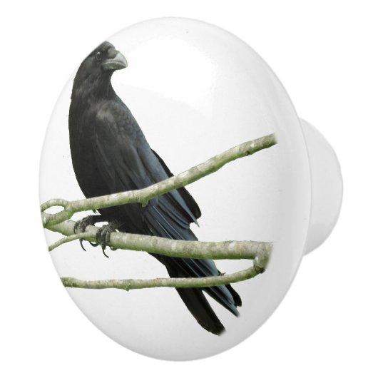 Knop Crow Drawer (Rechts)