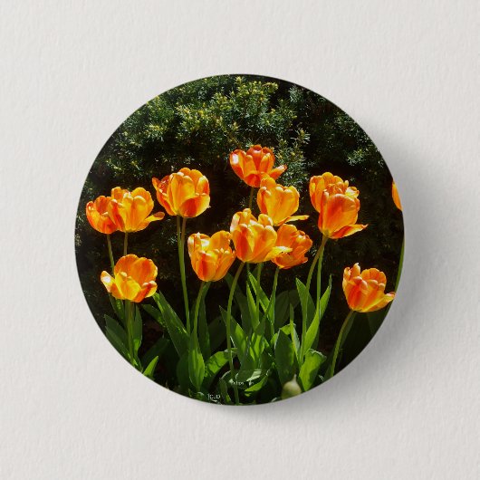 Knop Geel Oranje Tulps Ronde Button 5,7 Cm (Voorkant)