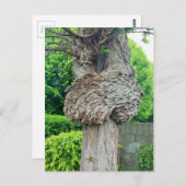 Knop op boomstam, Knar, Natuur groen Briefkaart (Voorkant / Achterkant)