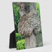 Knop op boomstam, Knar, Natuur groen Fotoplaat (Zijkant)