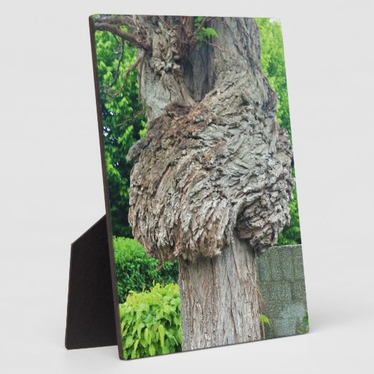 Knop op boomstam, Knar, Natuur groen Fotoplaat (Zijkant)