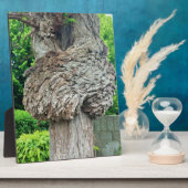 Knop op boomstam, Knar, Natuur groen Fotoplaat (Zijkant)