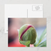 Knop van een Pioenroos Briefkaart (Voorkant / Achterkant)