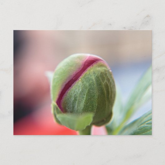 Knop van een Pioenroos Briefkaart (Voorkant)