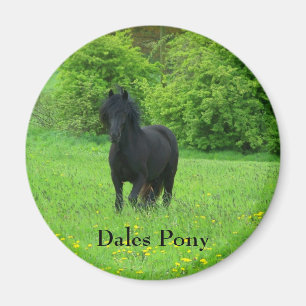 Knop voor Pony van Dell Magneet