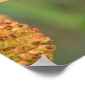 Knopbush Poster (Hoek)