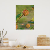 Knopbush Poster (Keuken)