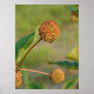 Knopbush Poster