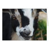 Knopen (Voorkant Horizontaal)