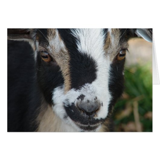 Knopen (Voorkant Horizontaal)