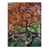 Knorrig verdraaide Japanse esdoorn Perfect Poster (Voorkant)