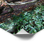 Knorrig verdraaide Japanse esdoorn Perfect Poster (Hoek)