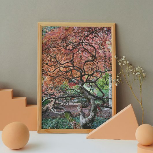 Knorrig verdraaide Japanse esdoorn Perfect Poster