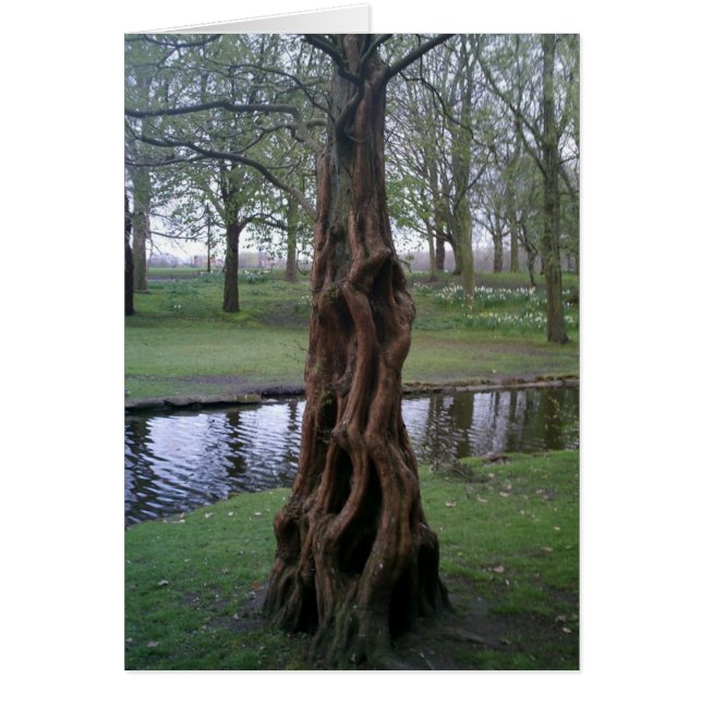 Knoted Yew Tree Trunk (Voorkant)