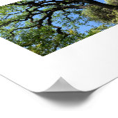 Knots California Groene Kleurenfotografie Poster (Hoek)