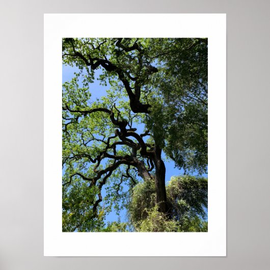 Knots California Groene Kleurenfotografie Poster (Voorkant)