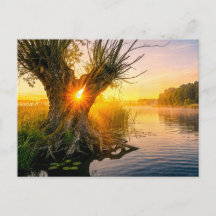 Knotwilg bij nevelige rivier zonsopgang
