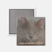 KNUFFEL EEN MAINE COON MAGNEET (Voorkant / Achterkant)