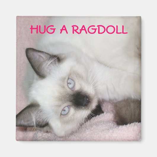 KNUFFEL EEN RAGDOLL MAGNEET (Voorkant)