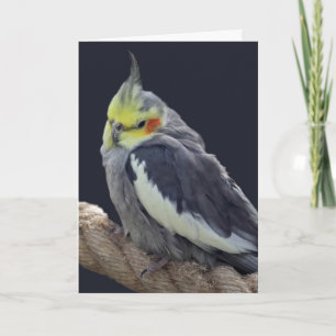 Knuffel Kaketoe Kaart