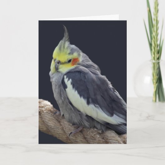 Knuffel Kaketoe Kaart (Voorkant)