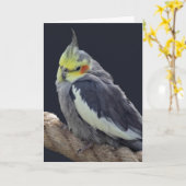 Knuffel Kaketoe Kaart (Gele Bloem)
