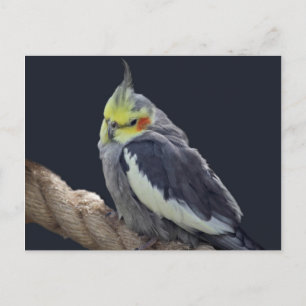 Knuffel Koketiel Ansichtkaart Briefkaart